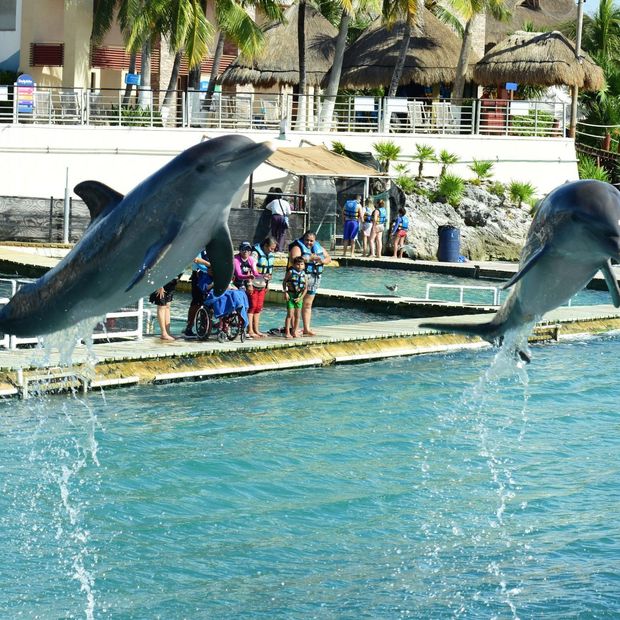 Muere Mincho de Delfinario en Cancún